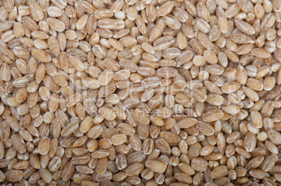 organic barley grains