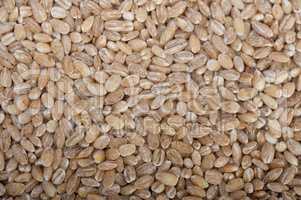 organic barley grains