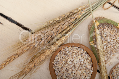 organic wheat grains