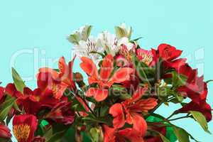 bouquet of flowers on a light green background