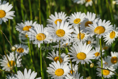 field daisy closeup