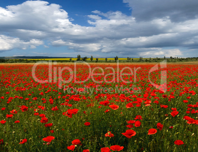 poppy field against the sky