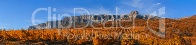 Vineyard on a background of mountains and sky