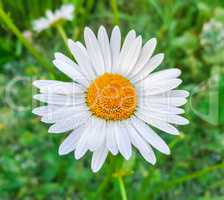 Beauty white daisy flower