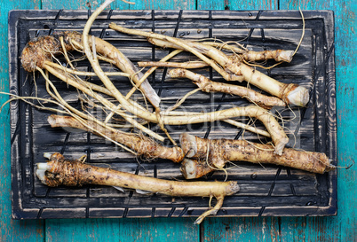 roots of plant horseradish