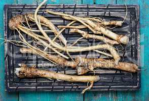 roots of plant horseradish