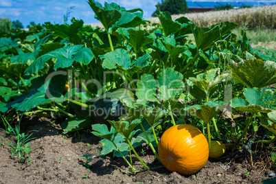 growing pumpkin