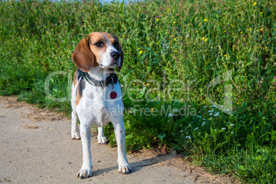 beagle