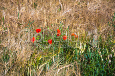 wheat field