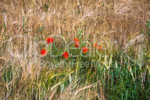 wheat field