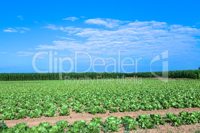 salad and corn field