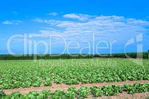 salad and corn field