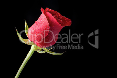 Beautiful and Fresh Red Rose Bathed in Morning Dew on a Black Background