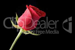 Beautiful and Fresh Red Rose Bathed in Morning Dew on a Black Background