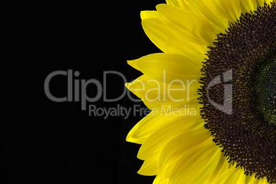 Closeup of a Yellow Sunflower Isolated on a Black Background