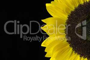 Closeup of a Yellow Sunflower Isolated on a Black Background