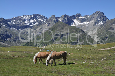 Haflinger bei Kühtai