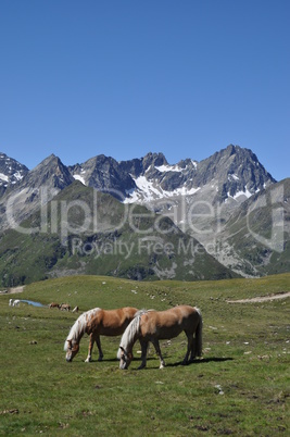 Haflinger bei Kühtai