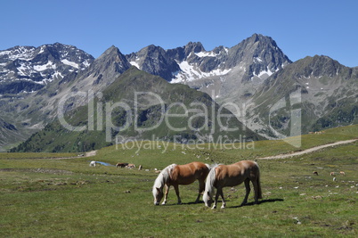 Haflinger bei Kühtai