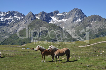 Haflinger bei Kühtai