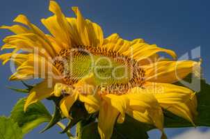 Sunflower blooms in summer