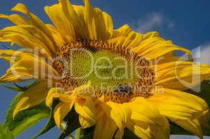 Sunflower blooms in summer