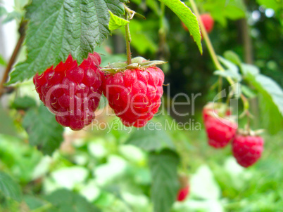 red berries of raspberry