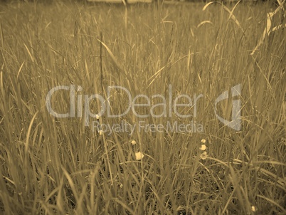 Grass meadow sepia