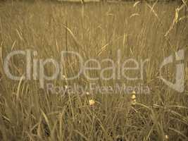 Grass meadow sepia