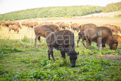 Bisons auf der Weide