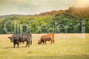 Galloway Rinder auf der Weide