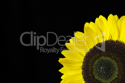 Closeup of a Yellow Sunflower Isolated on a Black Background