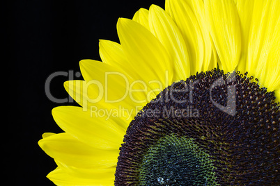 Closeup of a Yellow Sunflower Isolated on a Black Background