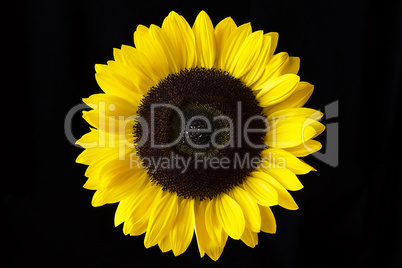 Closeup of a Yellow Sunflower Isolated on a Black Background