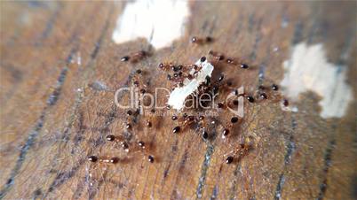 Ants eating a grain of white rice