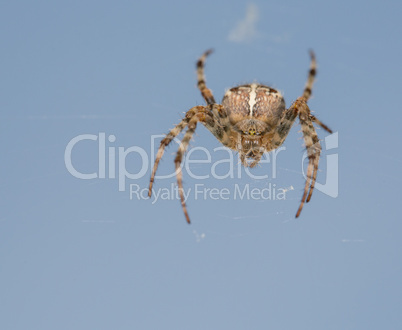 Detailed spider in the net