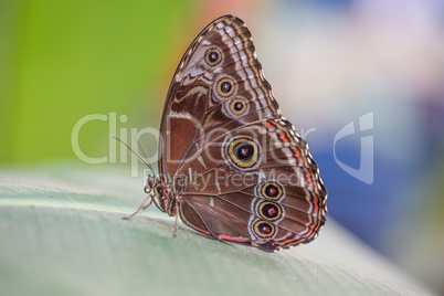 Colorful Butterfly closeup