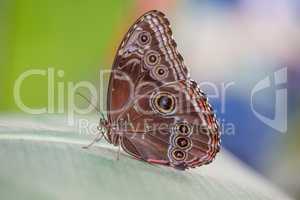 Colorful Butterfly closeup