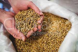 Close-up of brewery manufacturer holding barley
