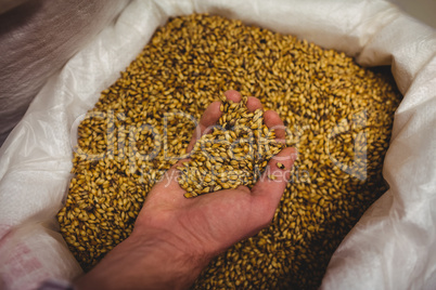 Brewery manufacturer holding barley