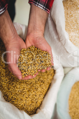 Manufacturer holding barley in brewery