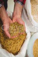 Manufacturer holding barley in brewery