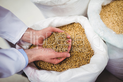 Manufacturer holding barley at brewery