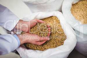 Manufacturer holding barley at brewery