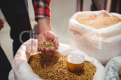 Man holding barley at brewery