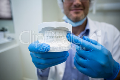 Dentist holding a mouth model