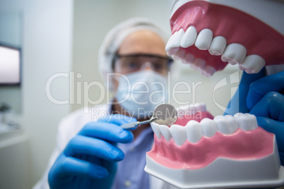 Dentist holding and examining a mouth model