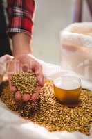 Manufacturer holding barley by beer glass in sack