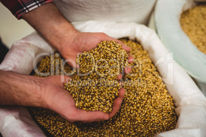 High angle view of brewery manufacturer holding barley