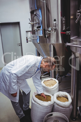Manufacturer examining barley at brewery